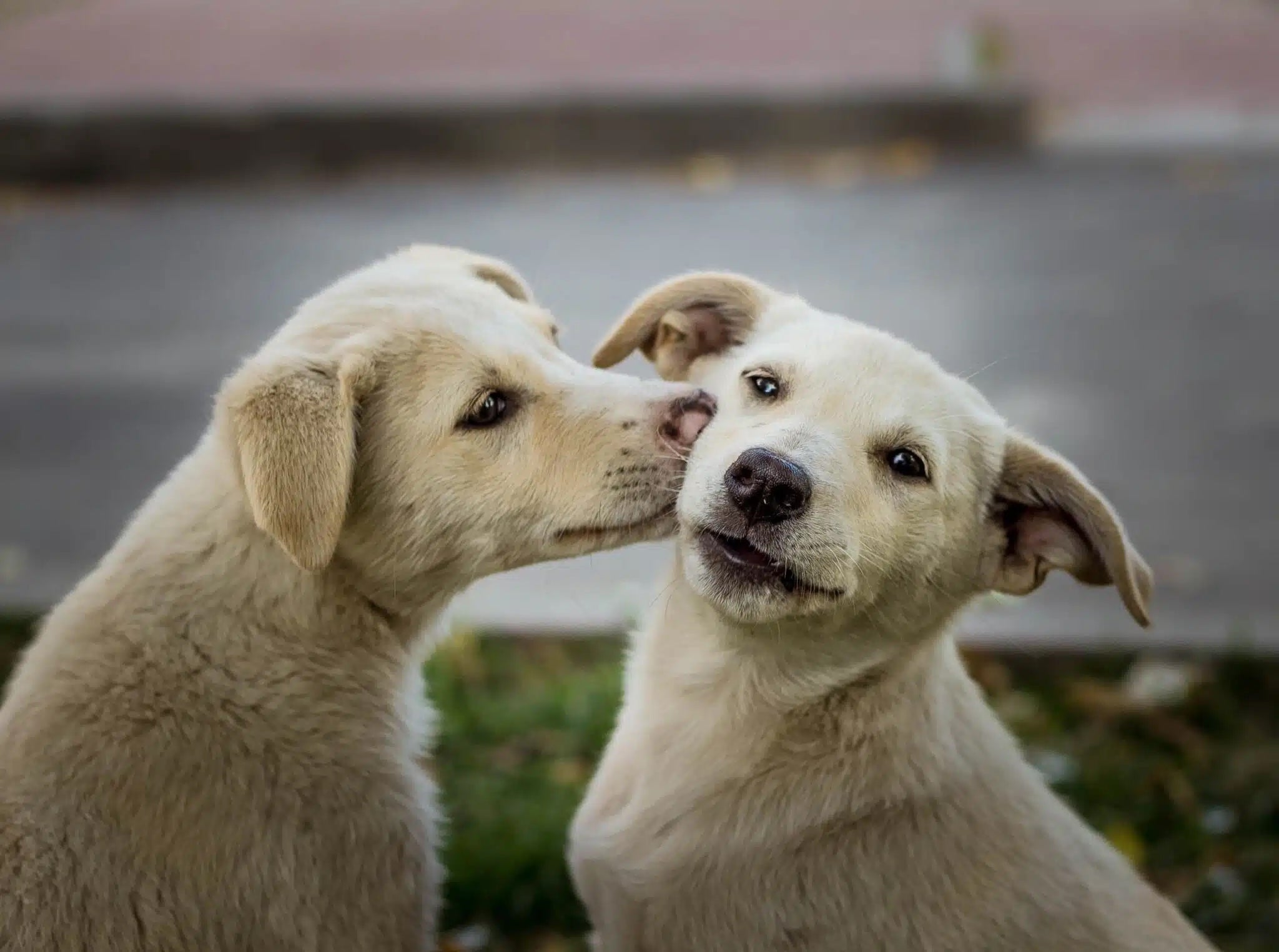 Anti-Inflammatory For Dogs