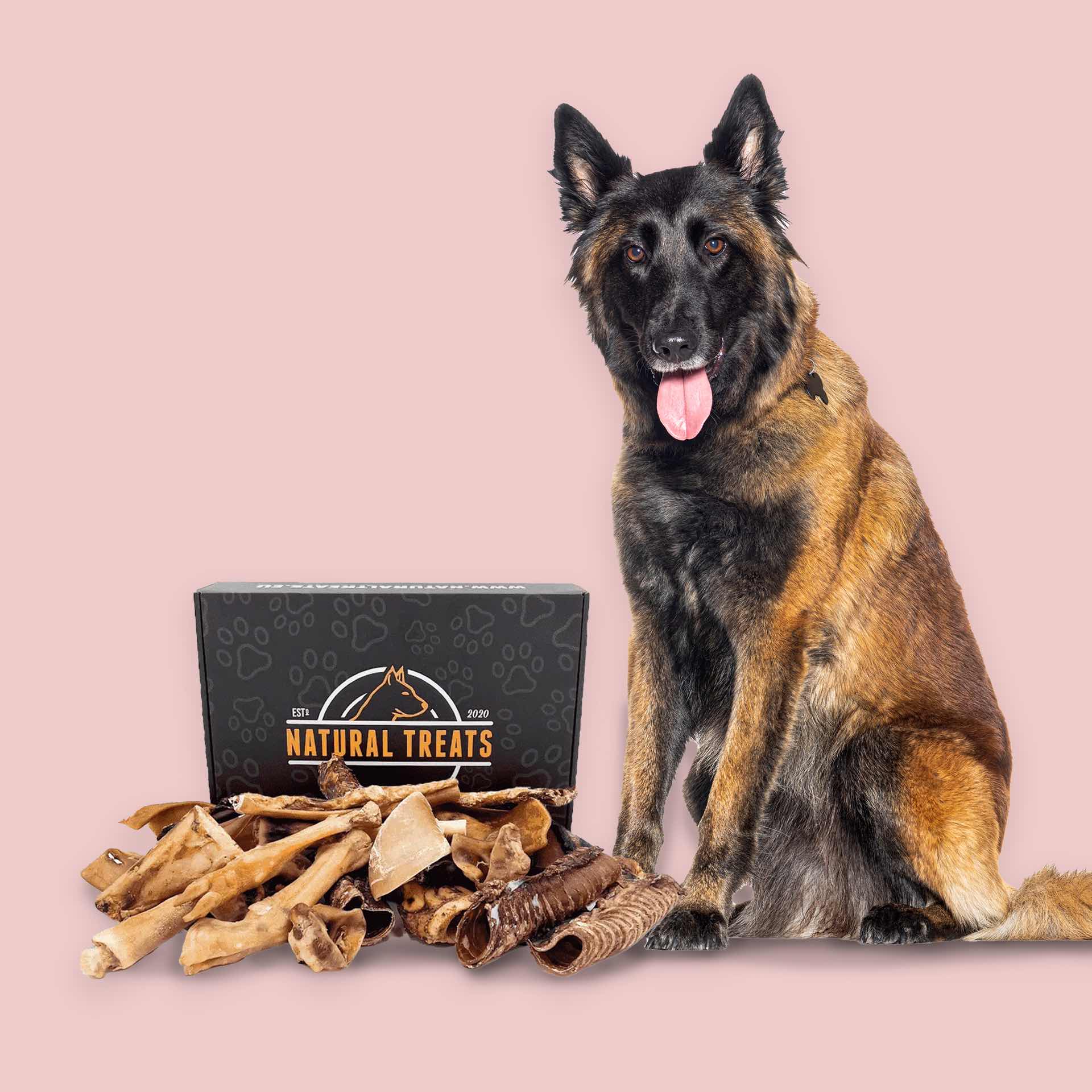 Tough treat box for large dogs